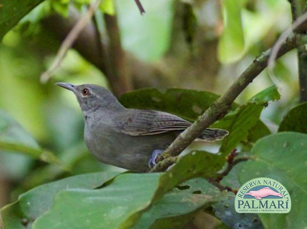 Reserva-Natural-Palmari-Birding-08