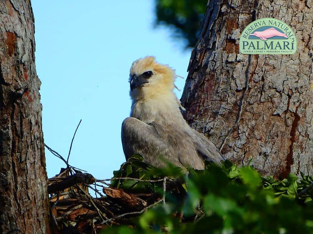 Reserva-Natural-Palmari-Birding-13
