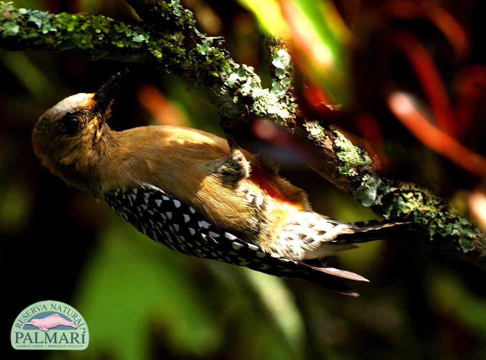 Reserva-Natural-Palmari-Birding-31