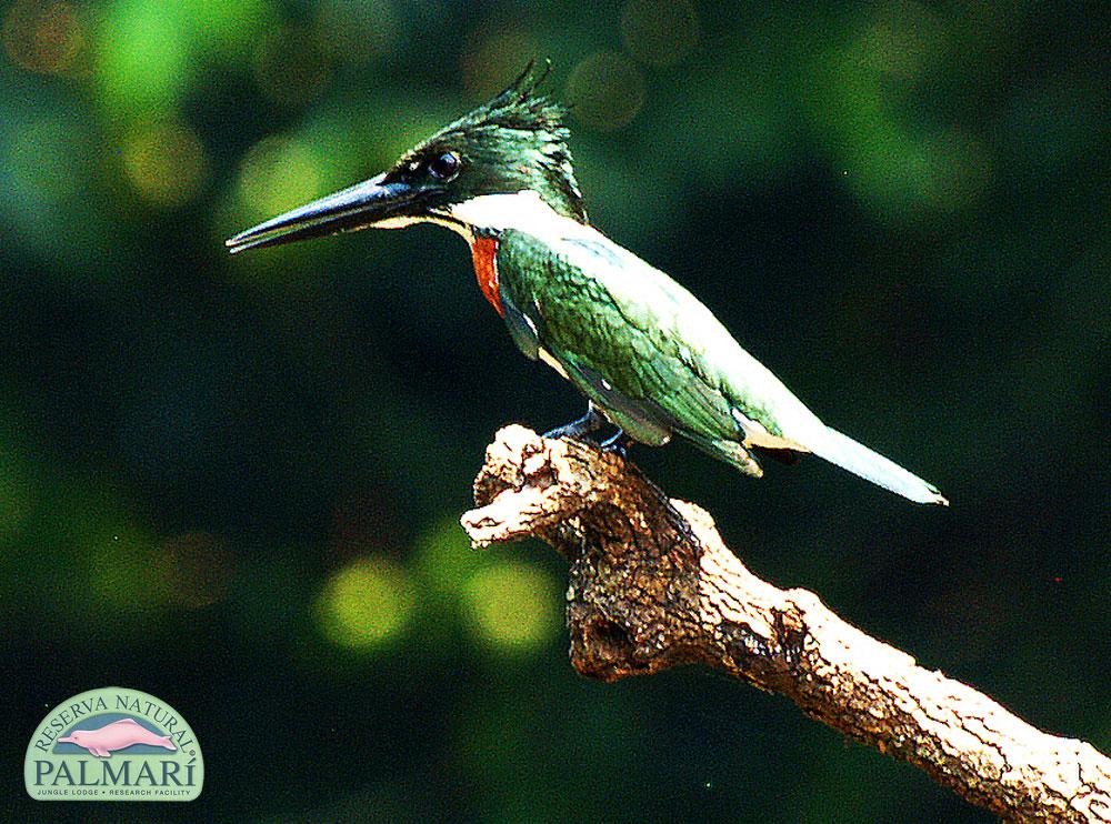 Reserva-Natural-Palmari-Birding-45