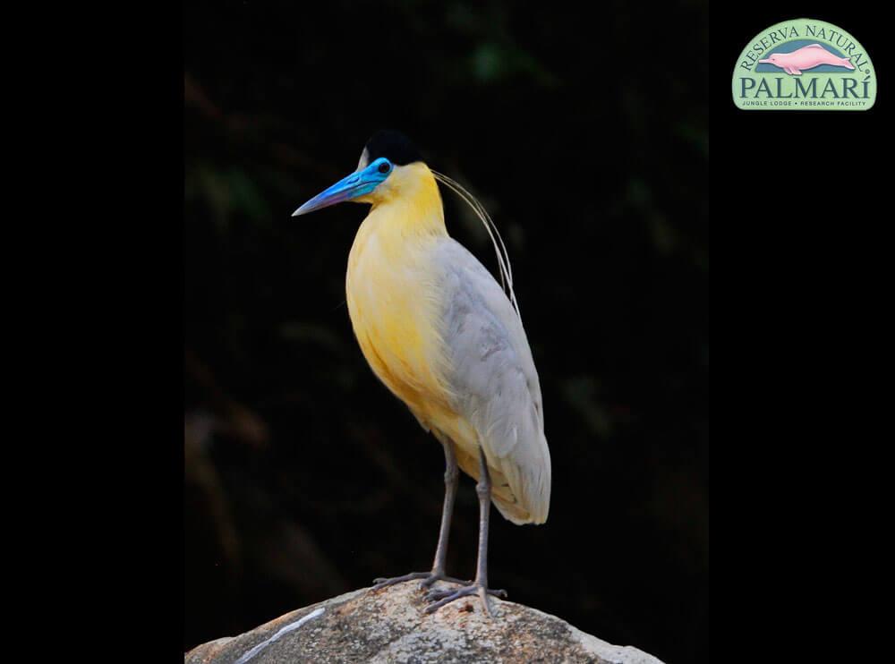 Reserva-Natural-Palmari-Birding-46