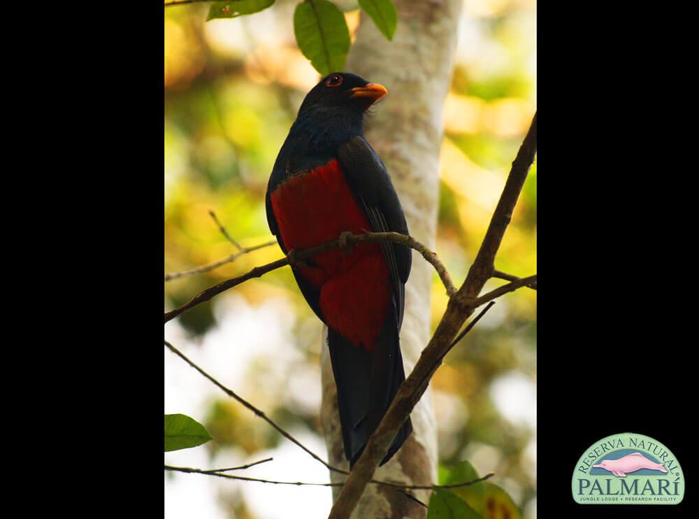 Reserva-Natural-Palmari-Birding-51