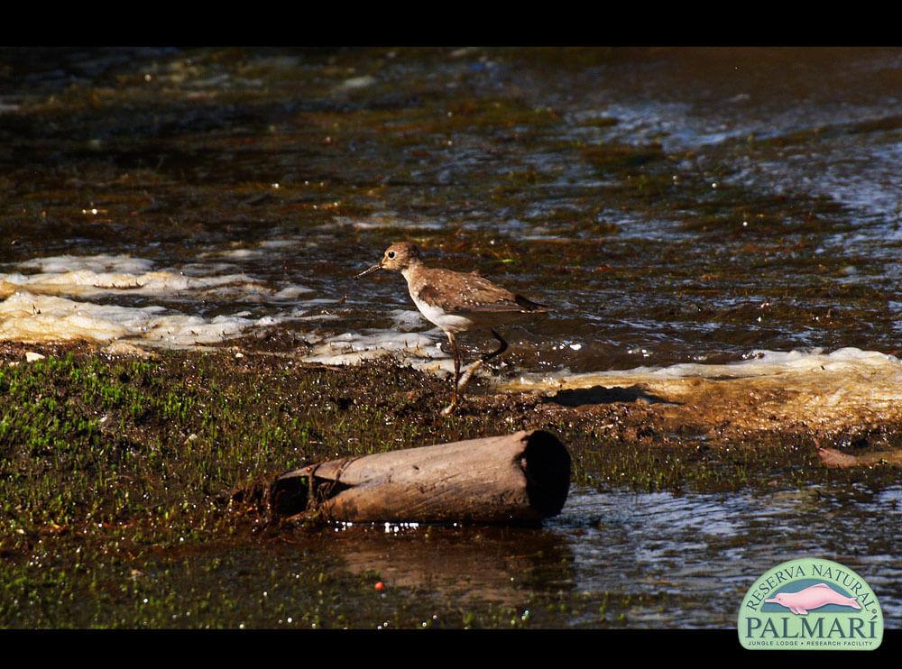 Reserva-Natural-Palmari-Birding-64