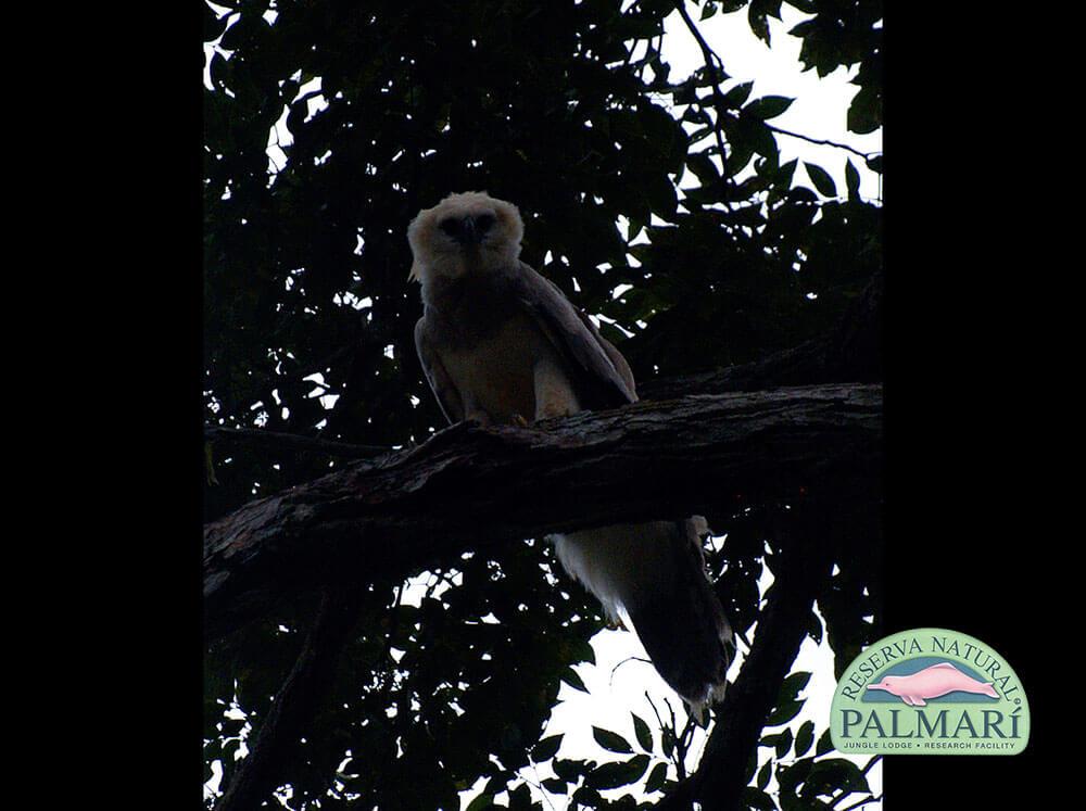 Harpy-Eagle-Harpia-harpyja-Reserva-Natural-Palmari-02