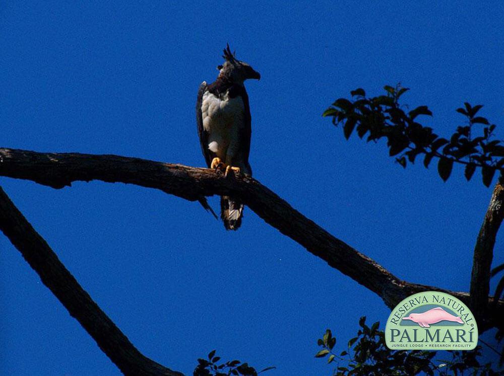 Harpy-Eagle-Harpia-harpyja-Reserva-Natural-Palmari-05