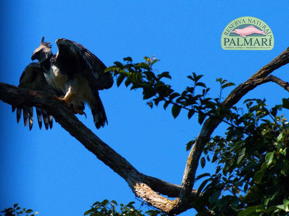 Harpy-Eagle-Harpia-harpyja-Reserva-Natural-Palmari-10