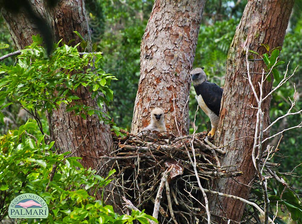 Harpy-Eagle-Harpia-harpyja-Reserva-Natural-Palmari-16