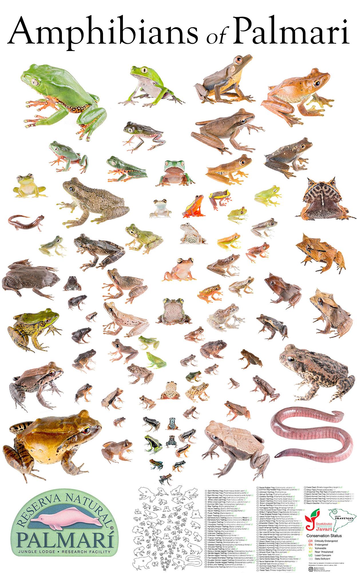 Reserva Natural Palmari Illustrations and species list of frogs