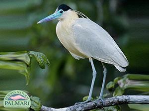 reserva natural palmari birding 009