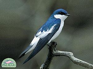 reserva natural palmari birding 023